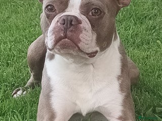 Boston Terrier dogs in Houghton le Spring - Advert 2