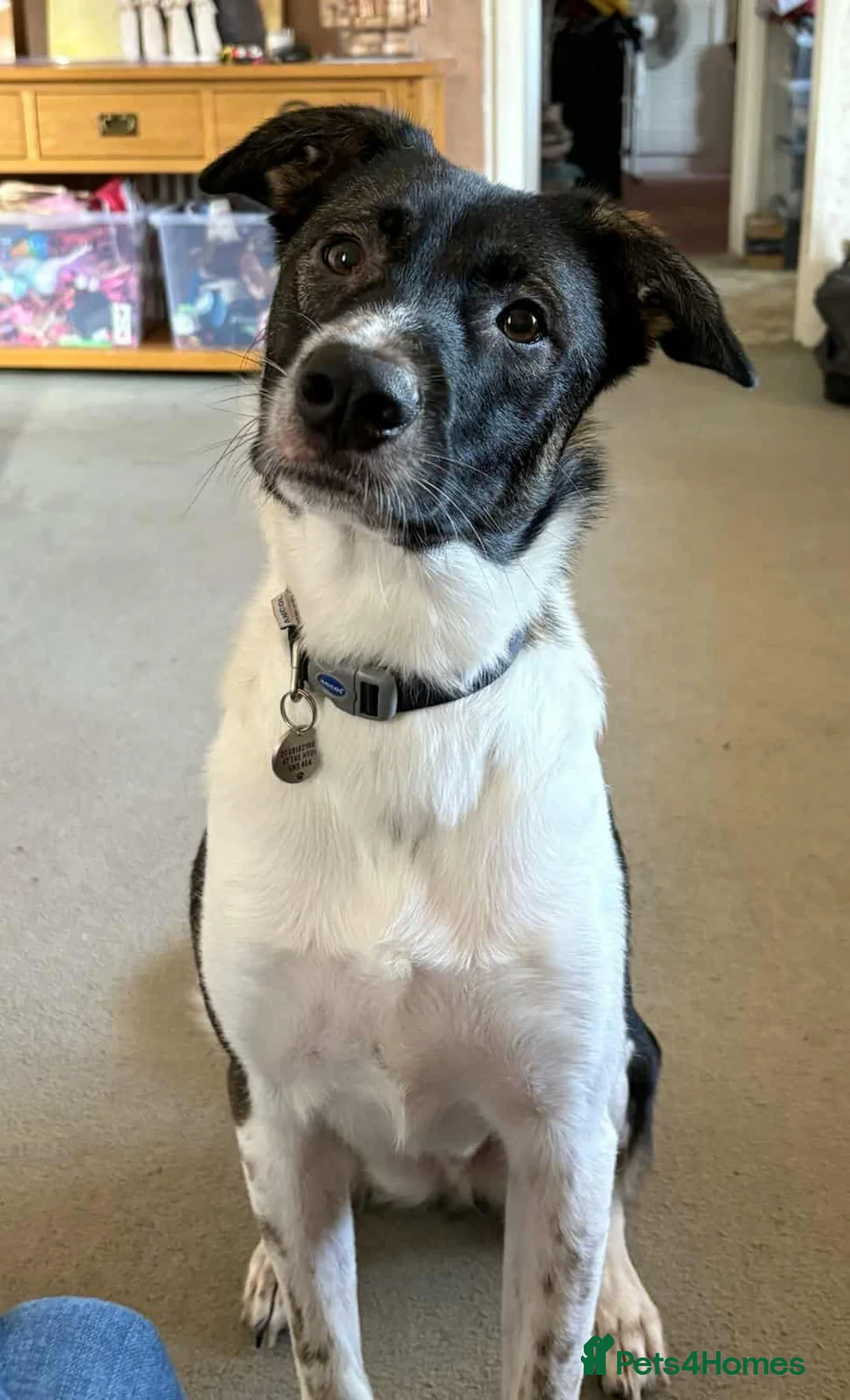 Mixed Breed dogs for adoption: ASTRO - Advert 15