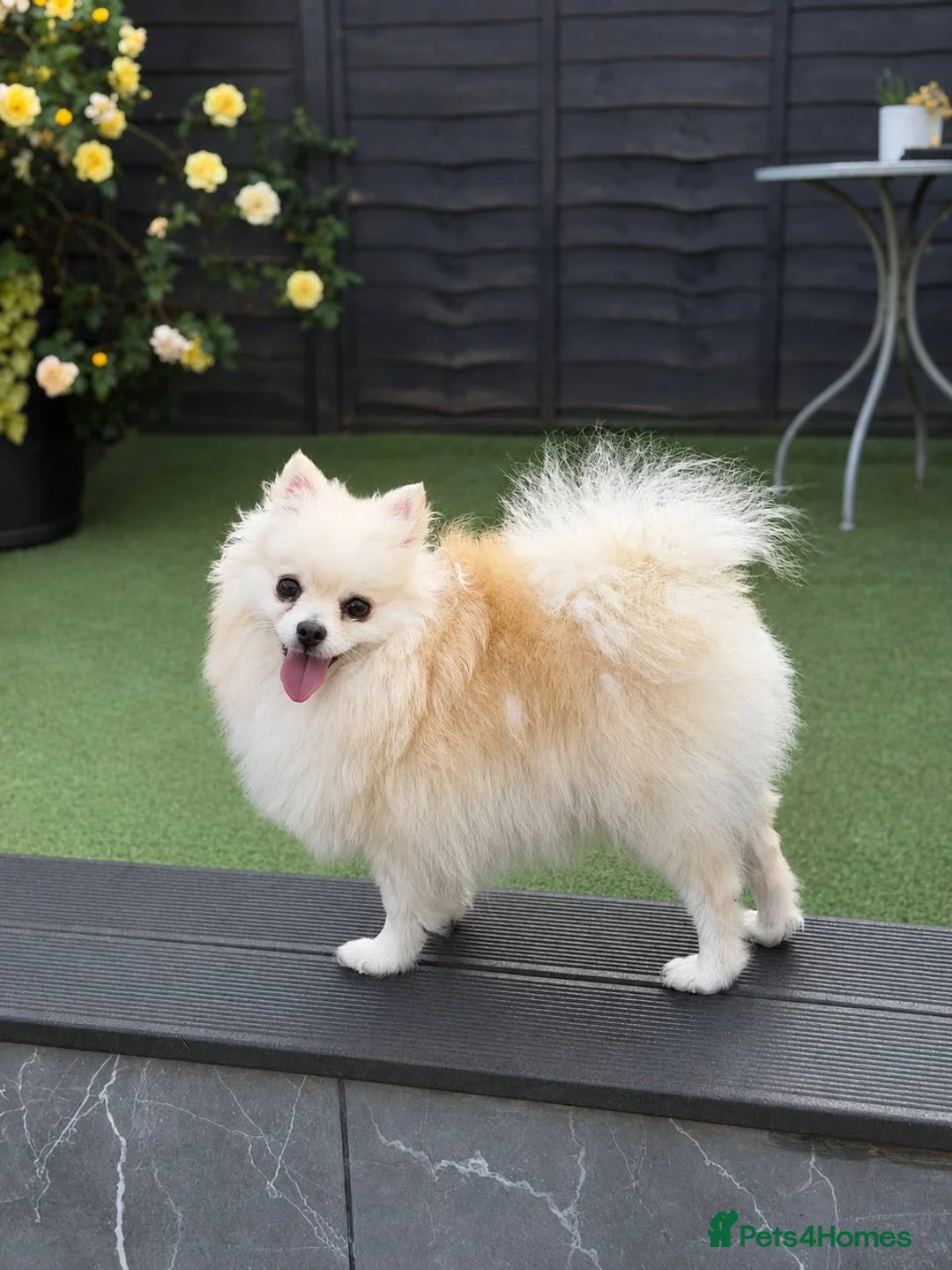 Pomeranian dogs for sale: Beautiful Female Pomeranian Looking for Home  - Advert 2