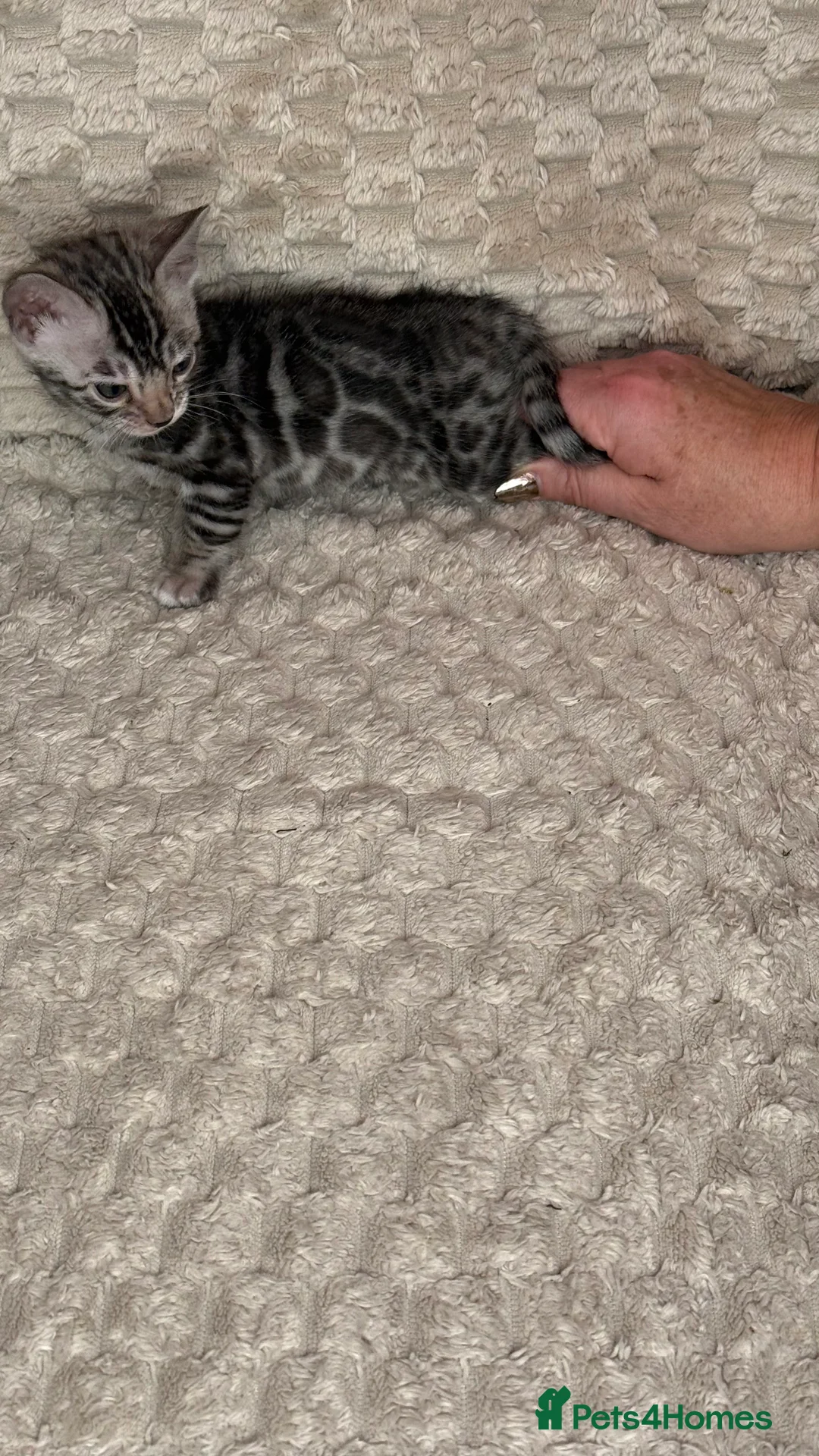 Bengal cats for sale: Pure Bengal kittens for sale just 2 boys left.  - Advert 30