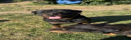 Rottweiler dogs for sale: 10 KC Registered Chunky Rottweiler Pups for Sale - Advert 12