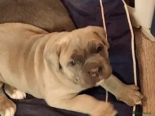 Cane Corso dogs Amazing ICCF Cane Corso Puppies - Advert 14