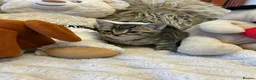 Mixed Breed cats for sale: 🩷Cross Maine Coone Kittens🩷 - Advert 20