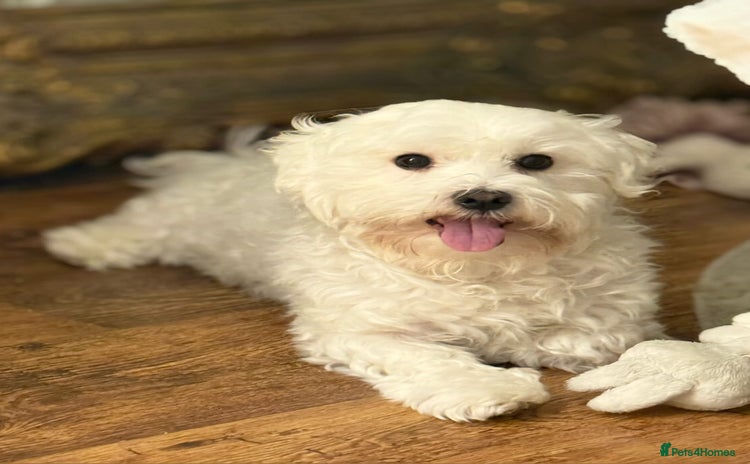 Maltese dogs - Advert 2