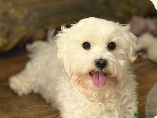 Maltese dogs - Advert 11