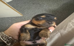 Yorkshire Terrier dogs for sale: Yorkshire Terrier Puppies  - Advert 18