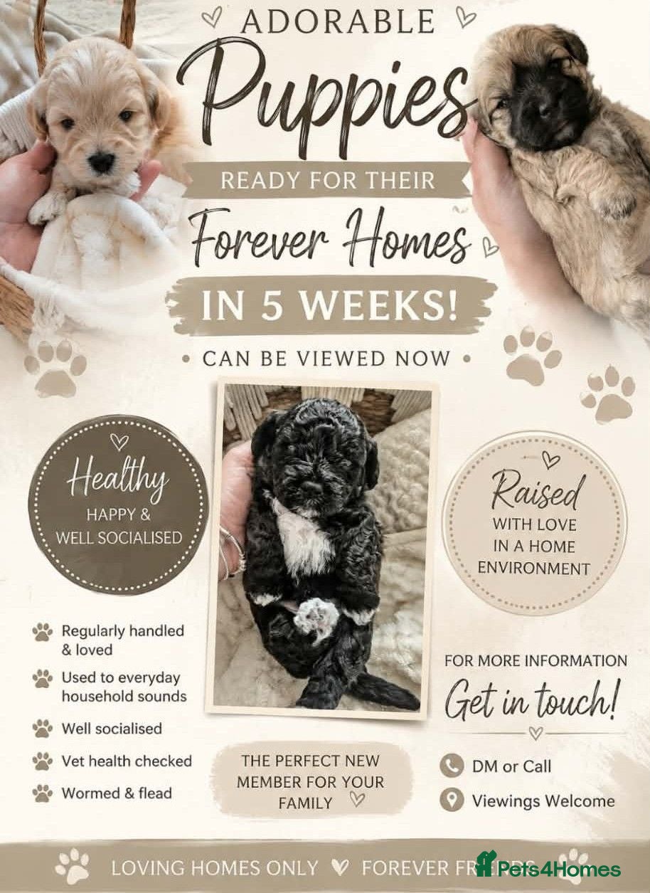 Mixed Breed dogs Cavapooshon puppies  - Advert 16