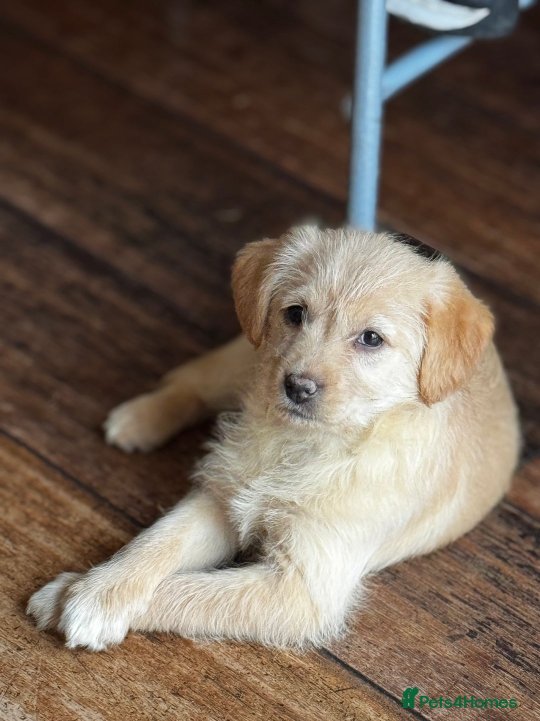 Mixed Breed dogs for sale: Lovely small Golden Retriever mixed-breed puppy  - Advert 2