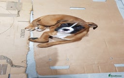 Boxer dogs for stud: Kc Registered and Heart scored Stud dog in Herne Bay - Image 9