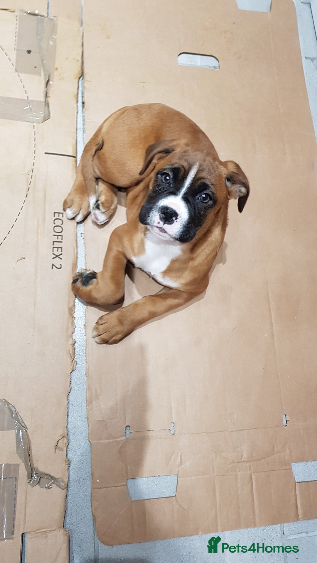 Boxer dogs for stud: Kc Registered and Heart scored Stud dog in Herne Bay - Image 9