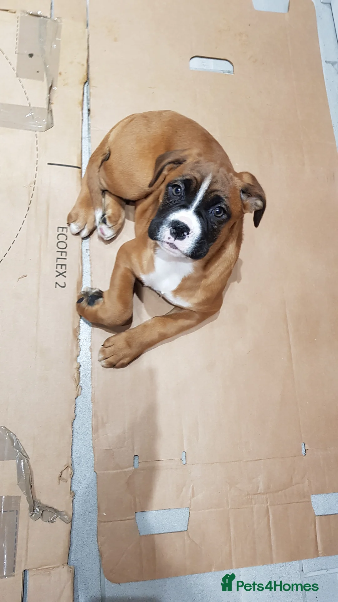 Boxer dogs for stud: Kc Registered and Heart scored Stud dog in Herne Bay - Advert 10
