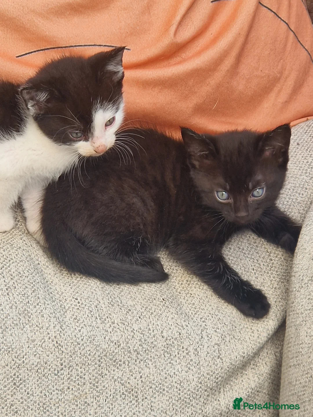 Mixed Breed cats for sale: Kittens in St. Ives - Advert 7