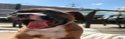 Boxer dogs for sale: Stunning litter of adorable boxer Puppies - Advert 17