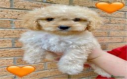 Cavapoo dogs for sale: 💖 Top Quality F1B Cavapoo Puppies DNA TESTED 💖 - Image 1