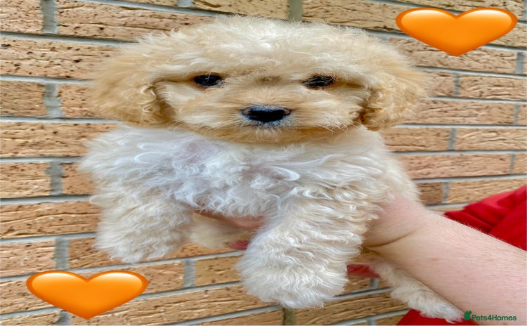 Cavapoo dogs - Advert 1