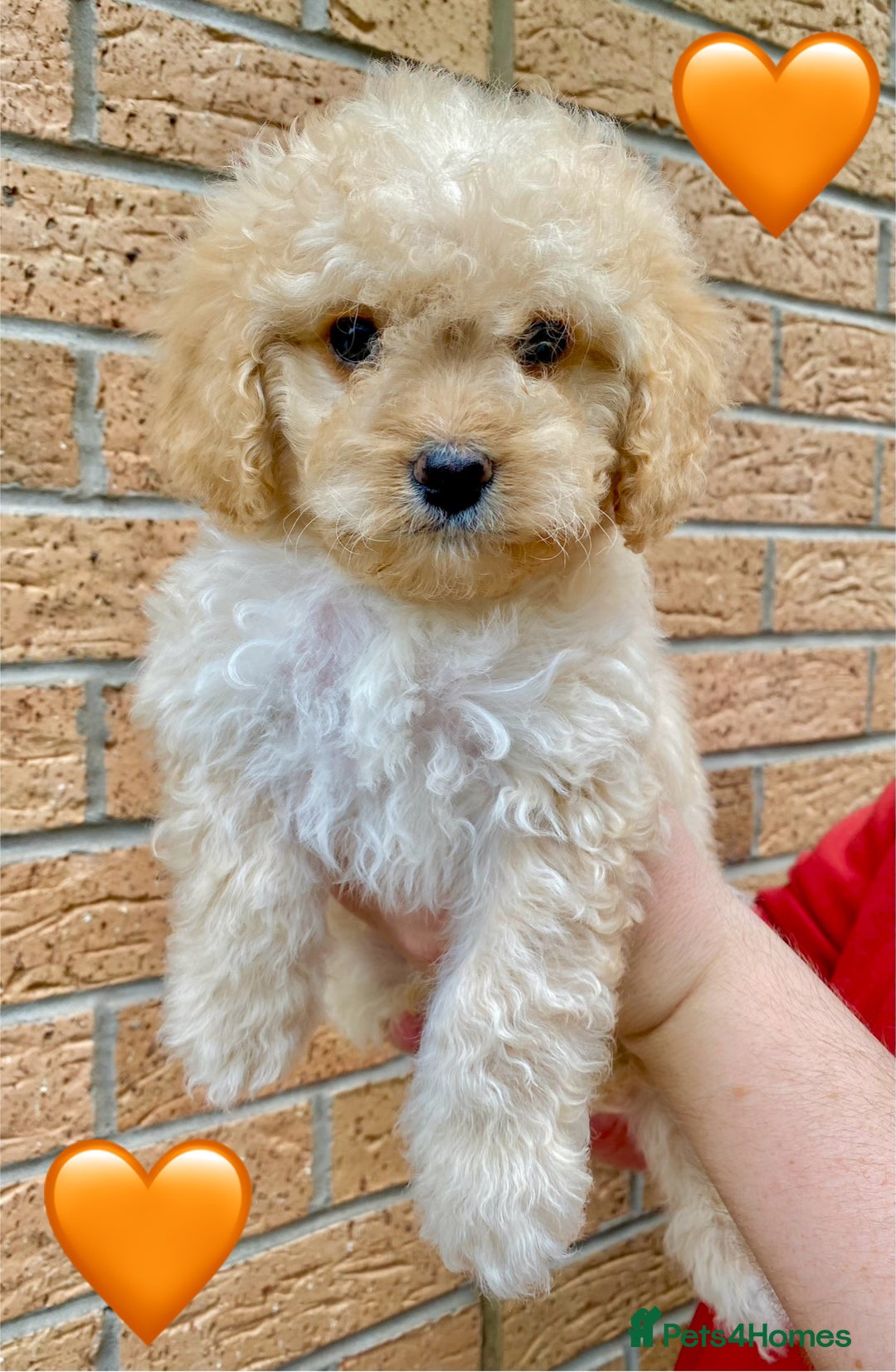 Cavapoo dogs for sale: 💖 Top Quality F1B Cavapoo Puppies DNA TESTED 💖 - Image 1