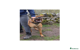 Belgian Shepherd Dog dogs for stud: Health tested KC Belgian Malinois for stud  - Image 3