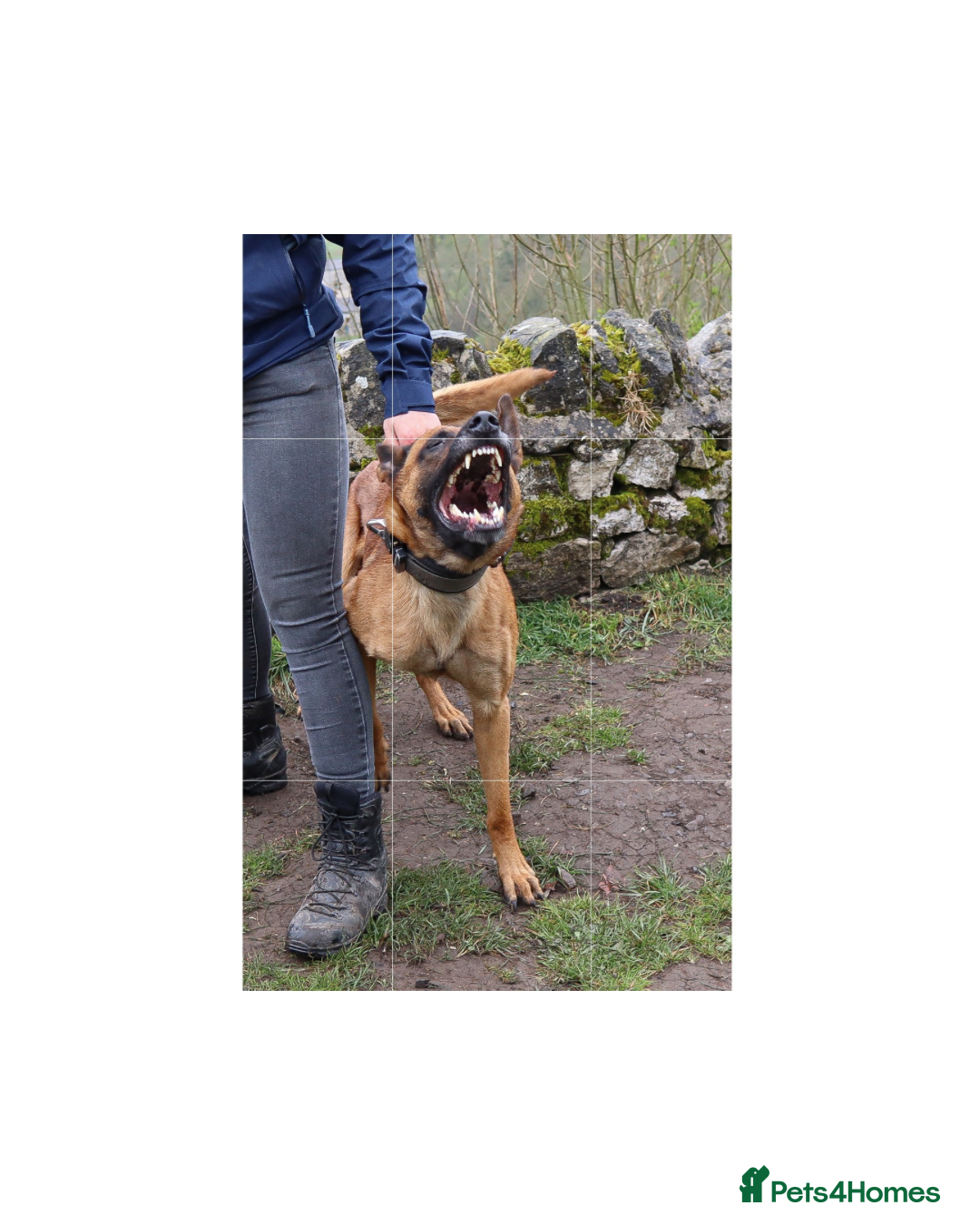 Belgian Shepherd Dog dogs for stud: Health tested KC Belgian Malinois for stud  - Image 3