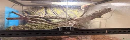 Gecko reptiles for sale: Lychee gecko - Advert 3
