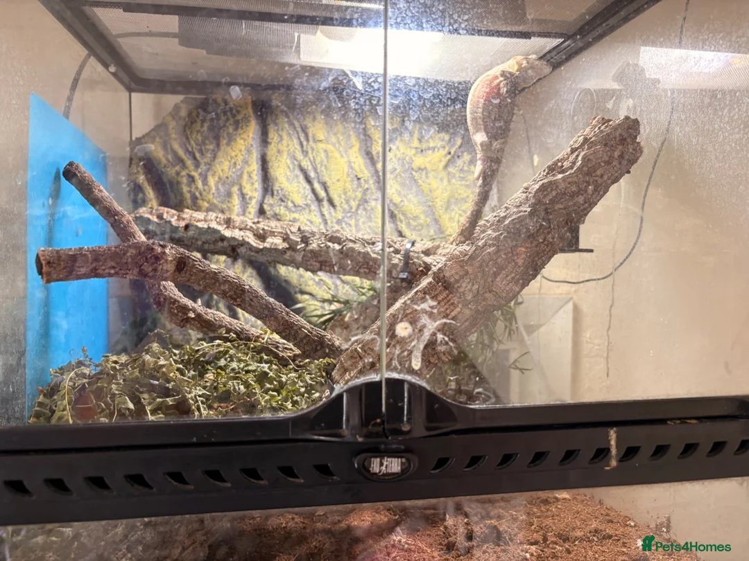 Gecko reptiles for sale: Lychee gecko - Advert 3