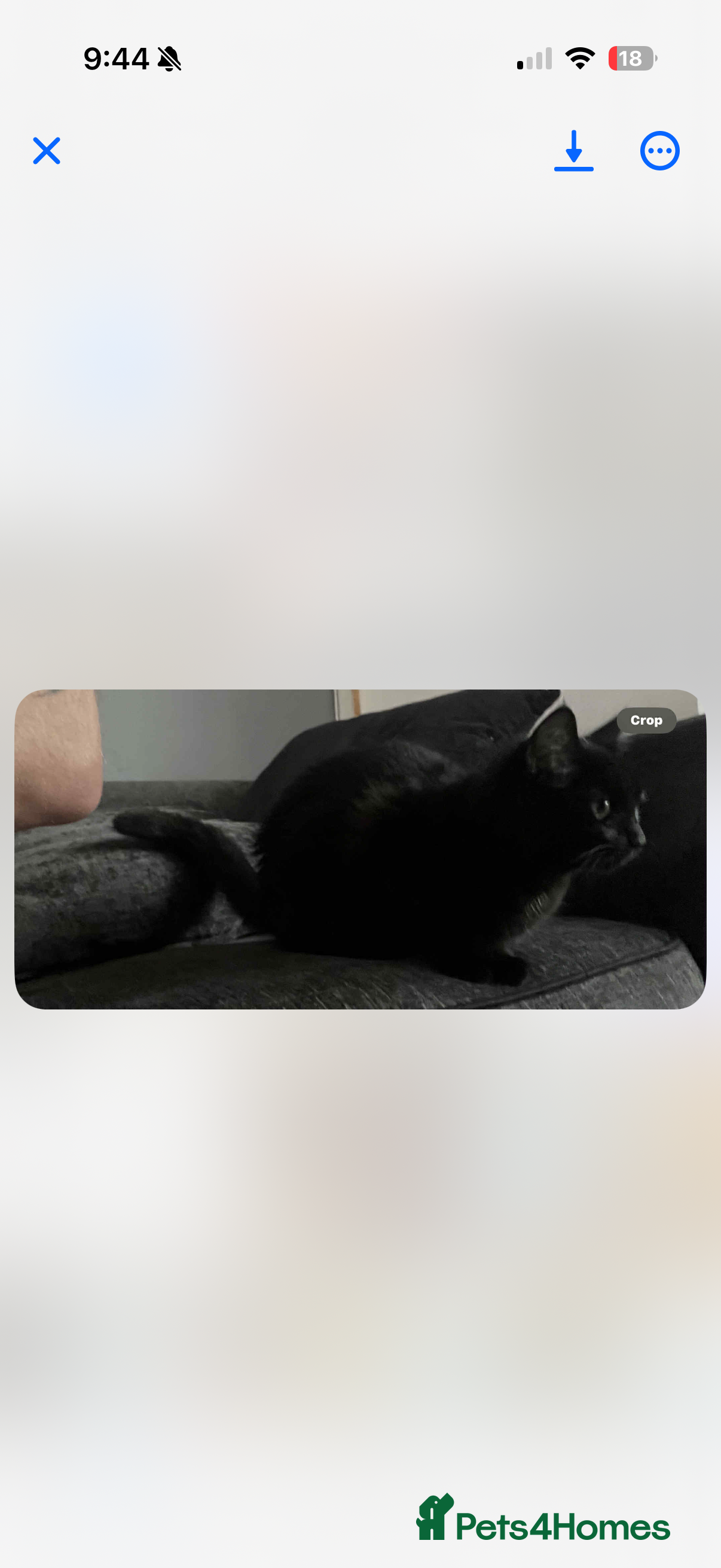 British Shorthair cats Angel - Advert 4