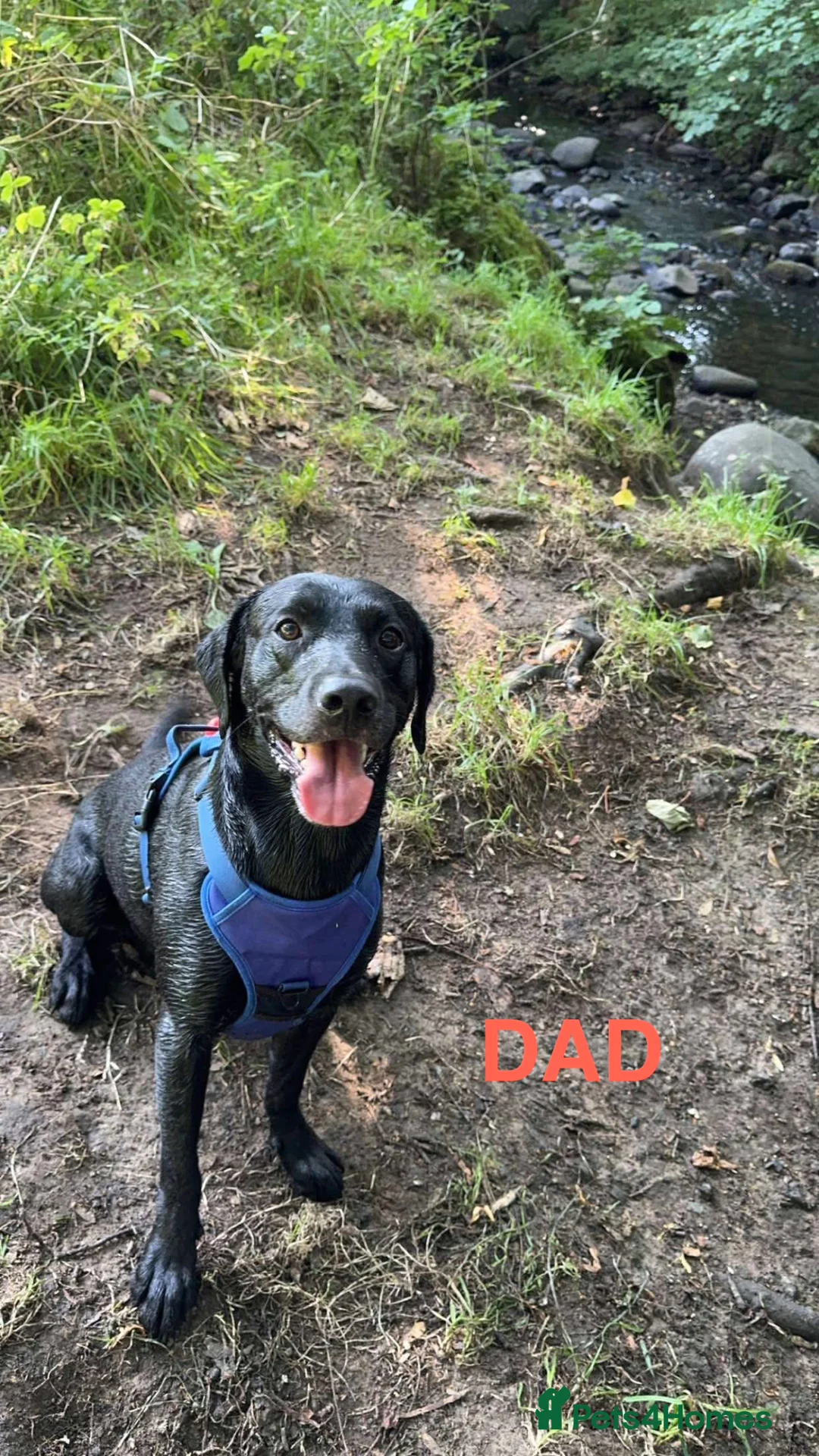 Mixed Breed dogs for sale: Labrador X Dutch shepherd  in Livingston - Advert 2