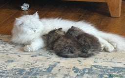 Persian cats for sale: Persian Colorpoint Seal Tabby Point kittens - Image 5