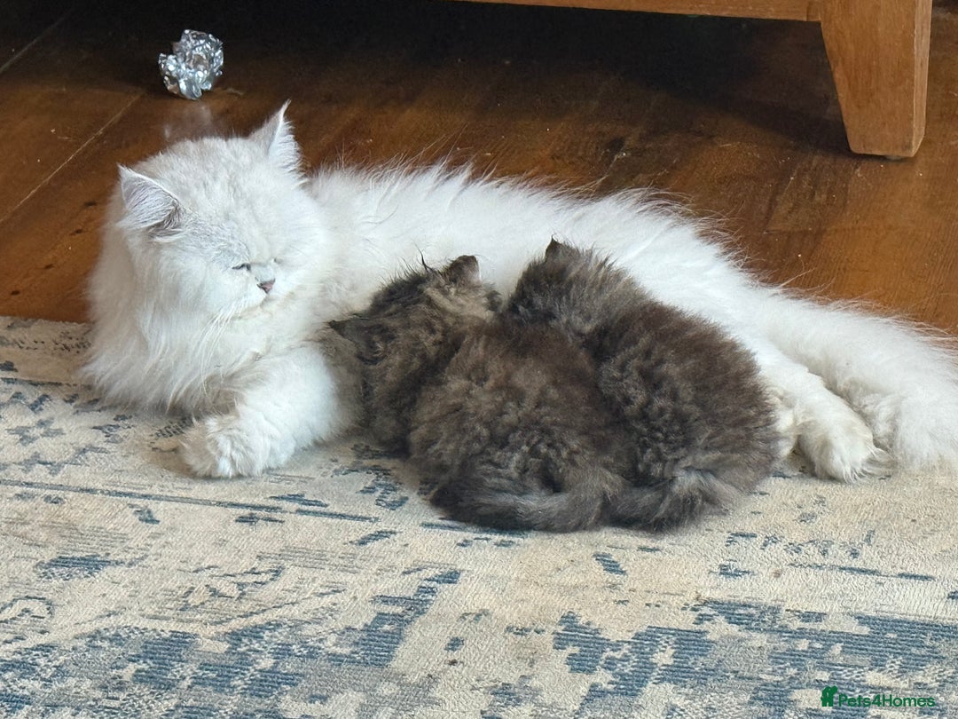 Persian cats for sale: Persian Colorpoint Seal Tabby Point kittens - Image 5