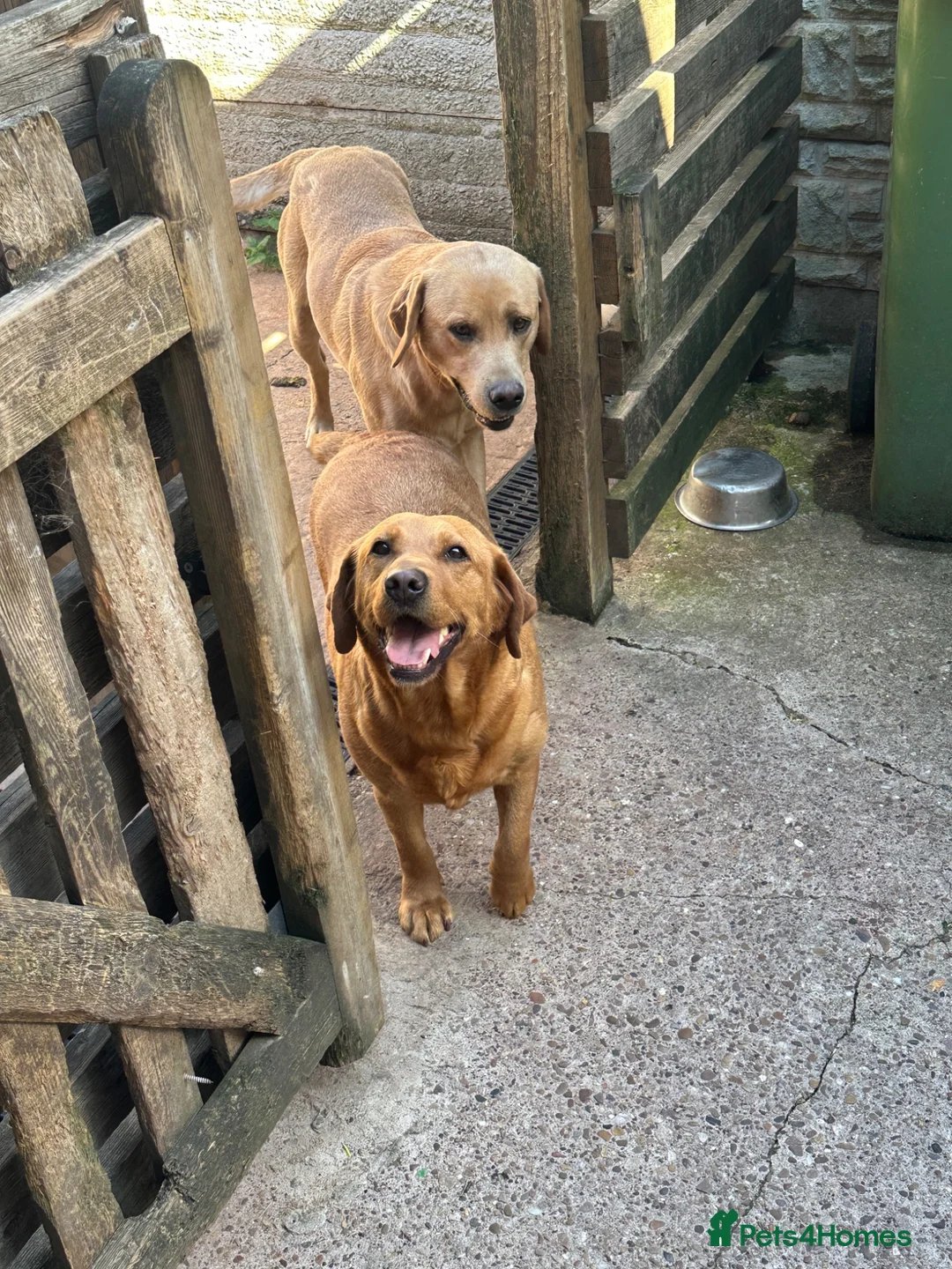 Labrador Retriever dogs for sale: Female Labrador Retriever for Sale 6 years old  - Advert 2