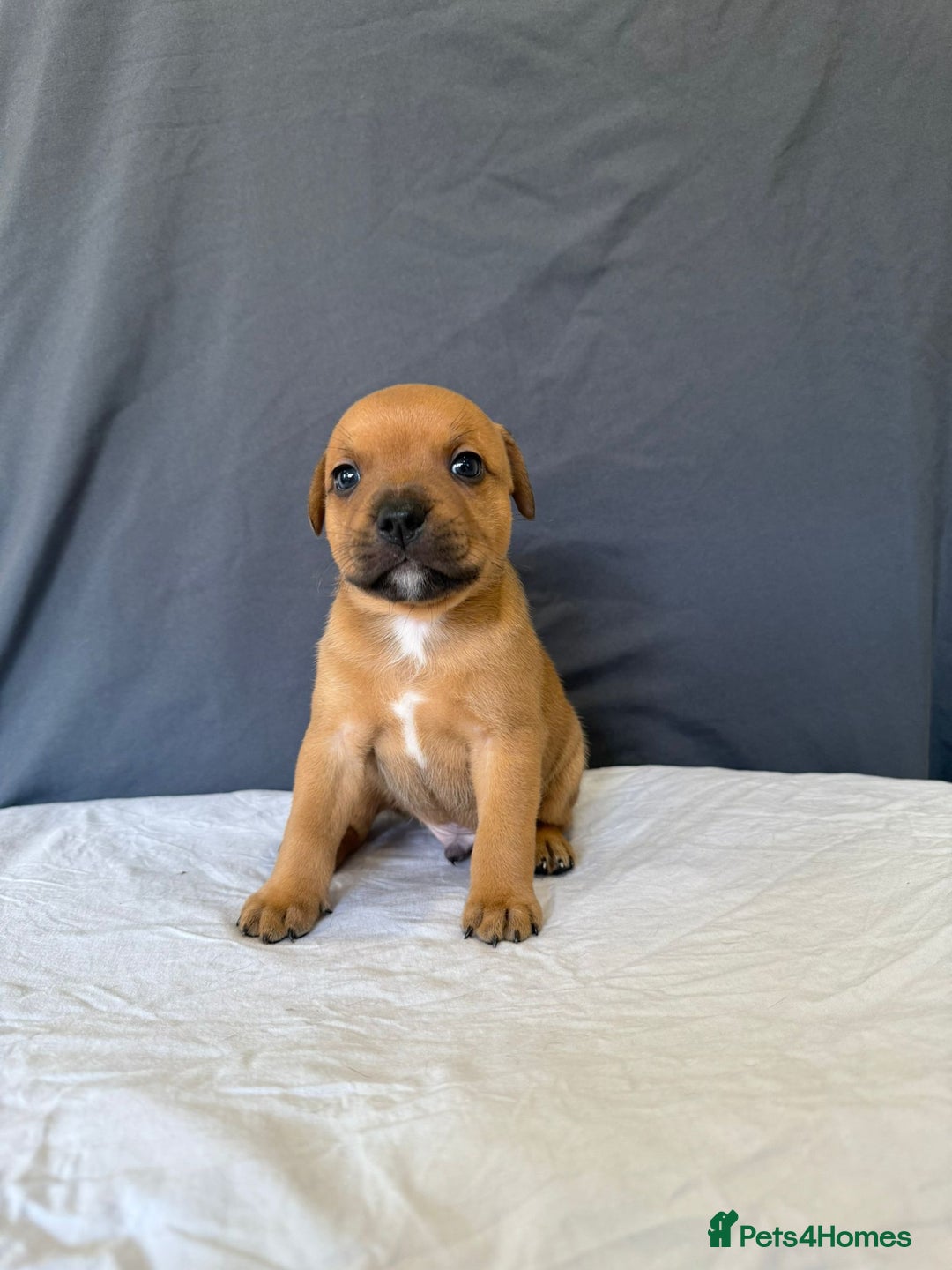 Staffordshire Bull Terrier dogs for sale: COI 3.6% Red staffordshire bull terrier's - Advert 2