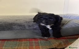 Cavapoo dogs for sale: F1 cavapoo  - Image 3