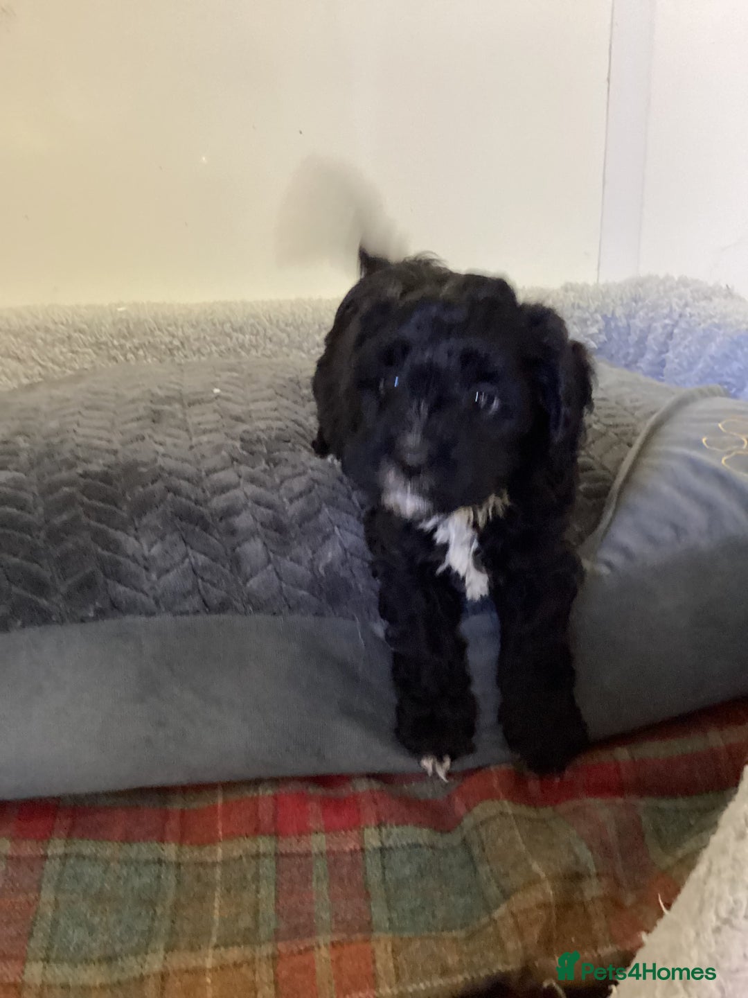 Cavapoo dogs for sale: F1 cavapoo  - Image 3