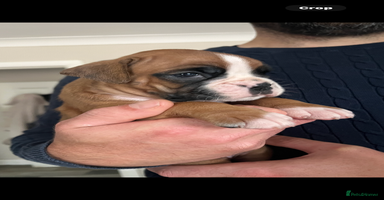 Boxer dogs - Advert 4