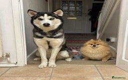 Siberian Husky dogs for stud: Gorgeous husky stud, unique eyes in Dunstable - Advert 4