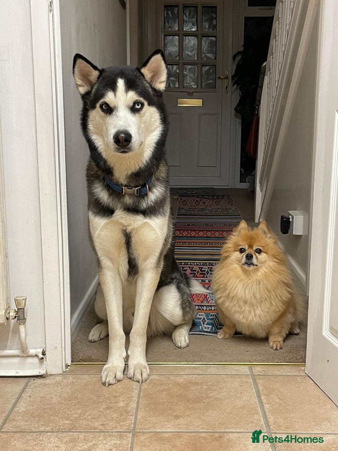 Siberian Husky dogs for stud: Gorgeous husky stud, unique eyes in Dunstable - Advert 4