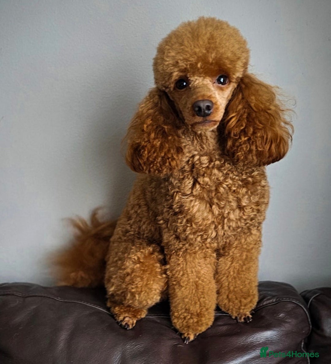 Cavapoo dogs for sale: Gorgeous Red Cavapoo Puppies - Advert 29