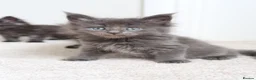 Maine Coon cats for sale: RUSSIAN XL GCCF SMOKE KITTENS - Advert 18