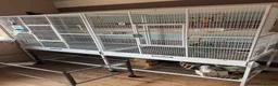 Cockatiels birds for sale: Pair of cockatiels with large flight cage  - Advert 7