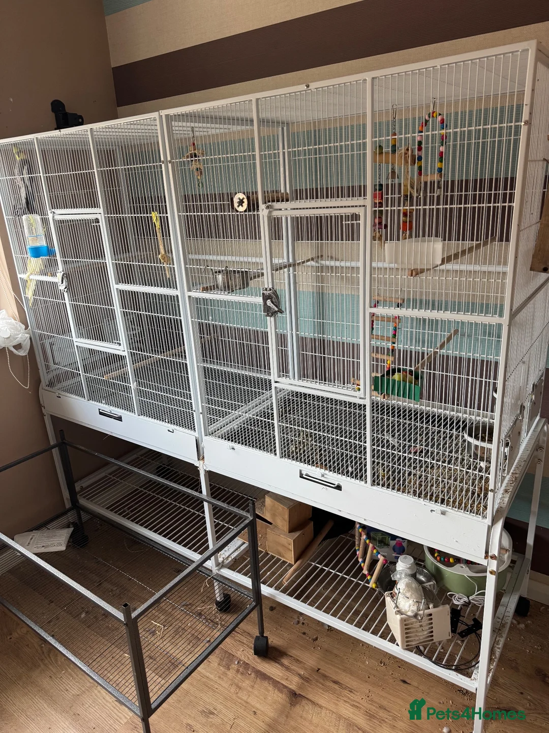 Cockatiels birds for sale: Pair of cockatiels with large flight cage  - Advert 7