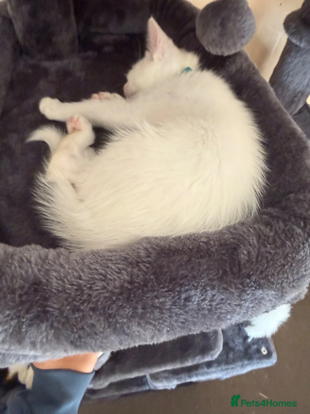 Turkish Angora cats for sale: Cute little boy really to go  in Faversham - Advert 7