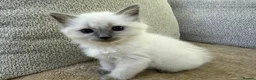 Ragdoll cats for sale: 3 Cute Ragdoll Kittens (Discounts available) - Advert 22
