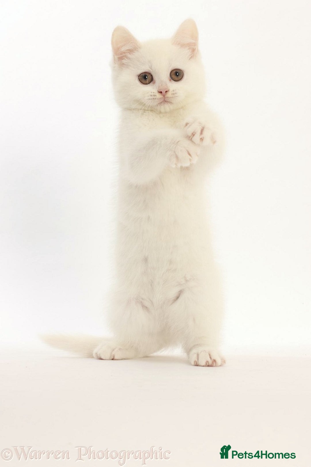 British Shorthair cats for sale: Adorable British Babies  - Advert 9