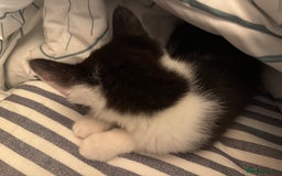Mixed Breed cats for sale: One kitten left with lovely markings! - Image 4