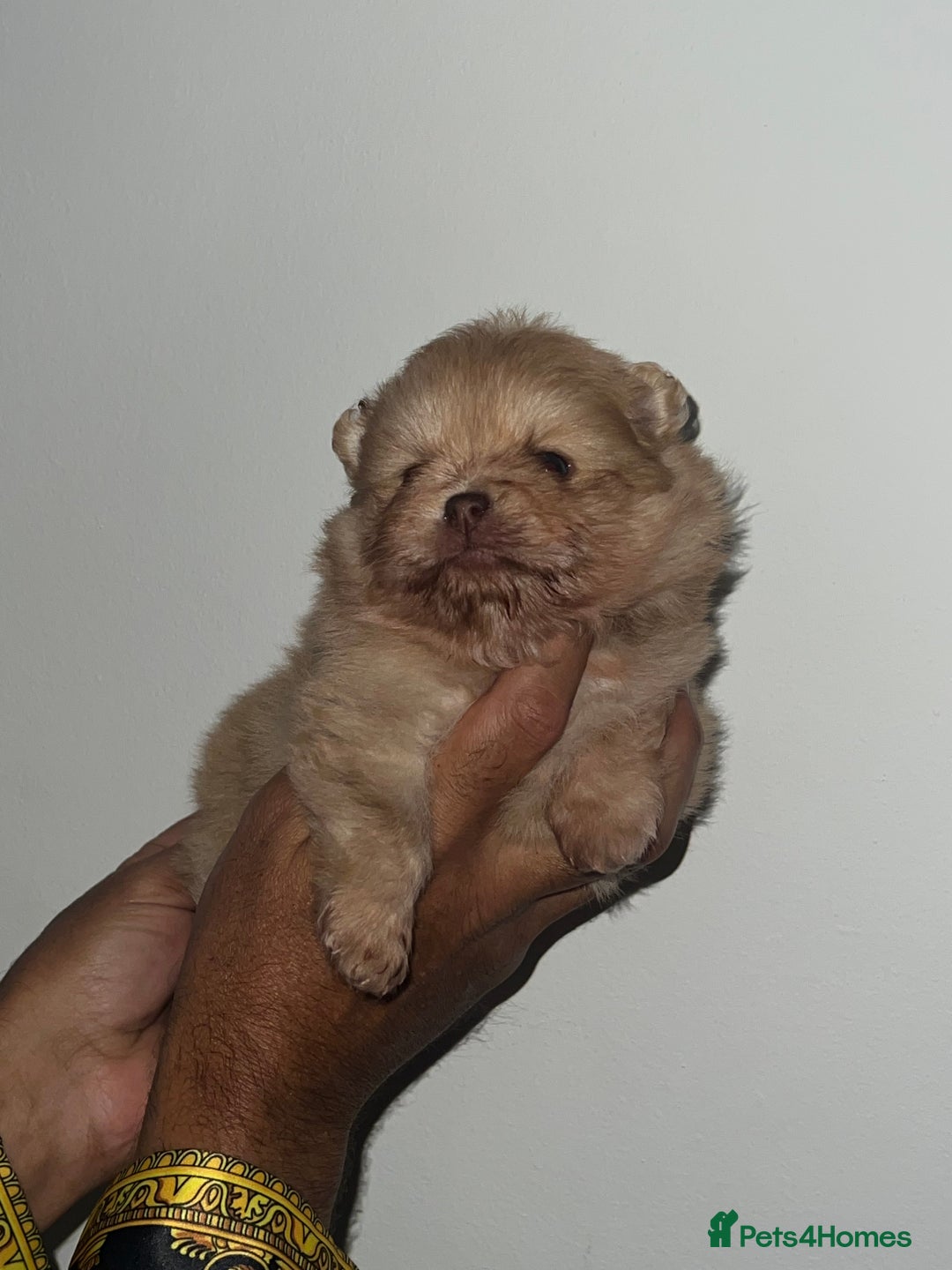 Pomeranian dogs for sale: Pomeranian pups BOY sold GIRL REMAINING 🐶 - Advert 6