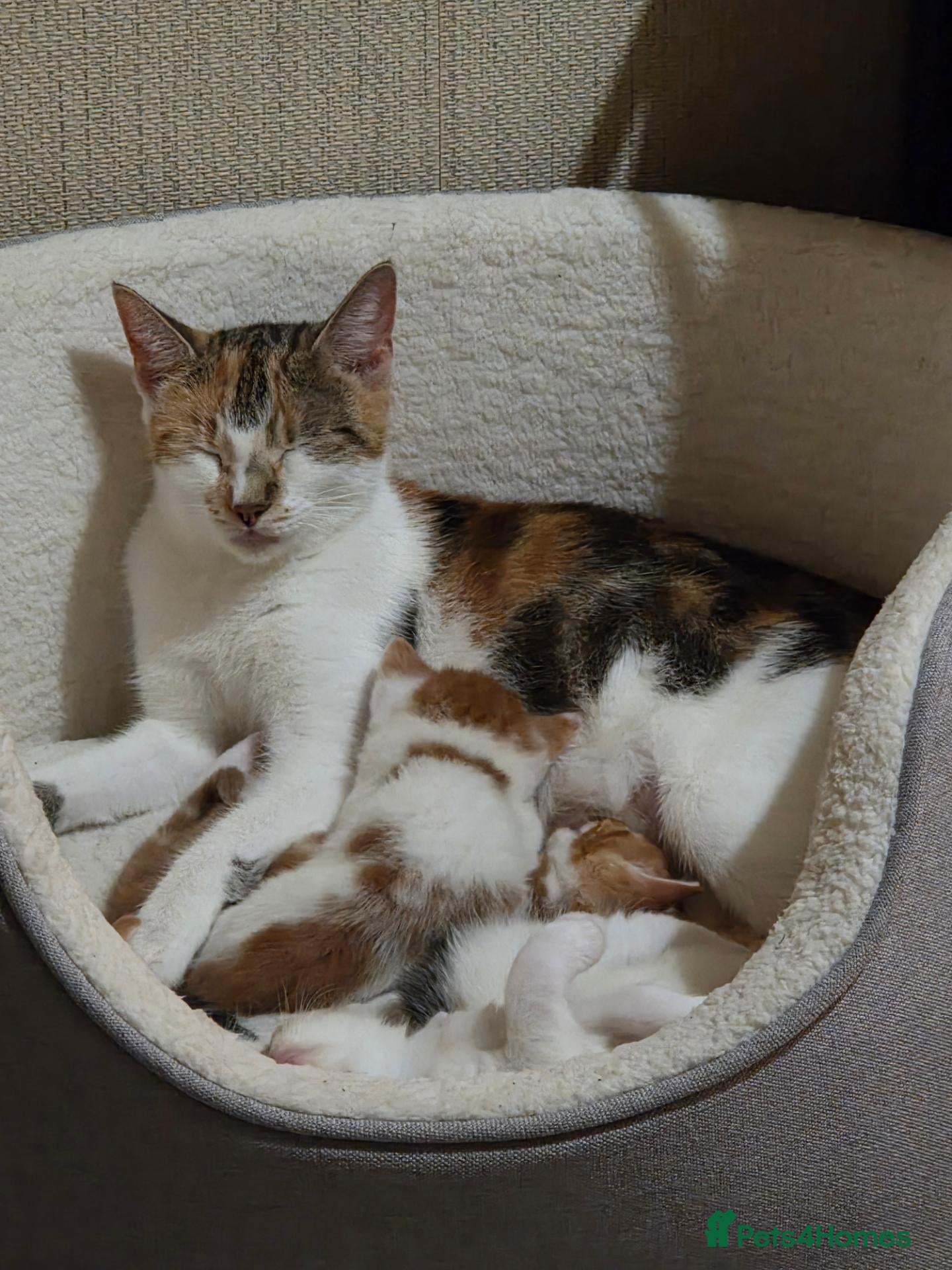 Mixed Breed cats 6 Beautiful Kittens available - Advert 18