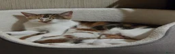 Mixed Breed cats for sale: 6 Beautiful Kittens available - Advert 3