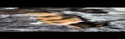 Persian cats for sale: Persian cross kittens - Advert 9