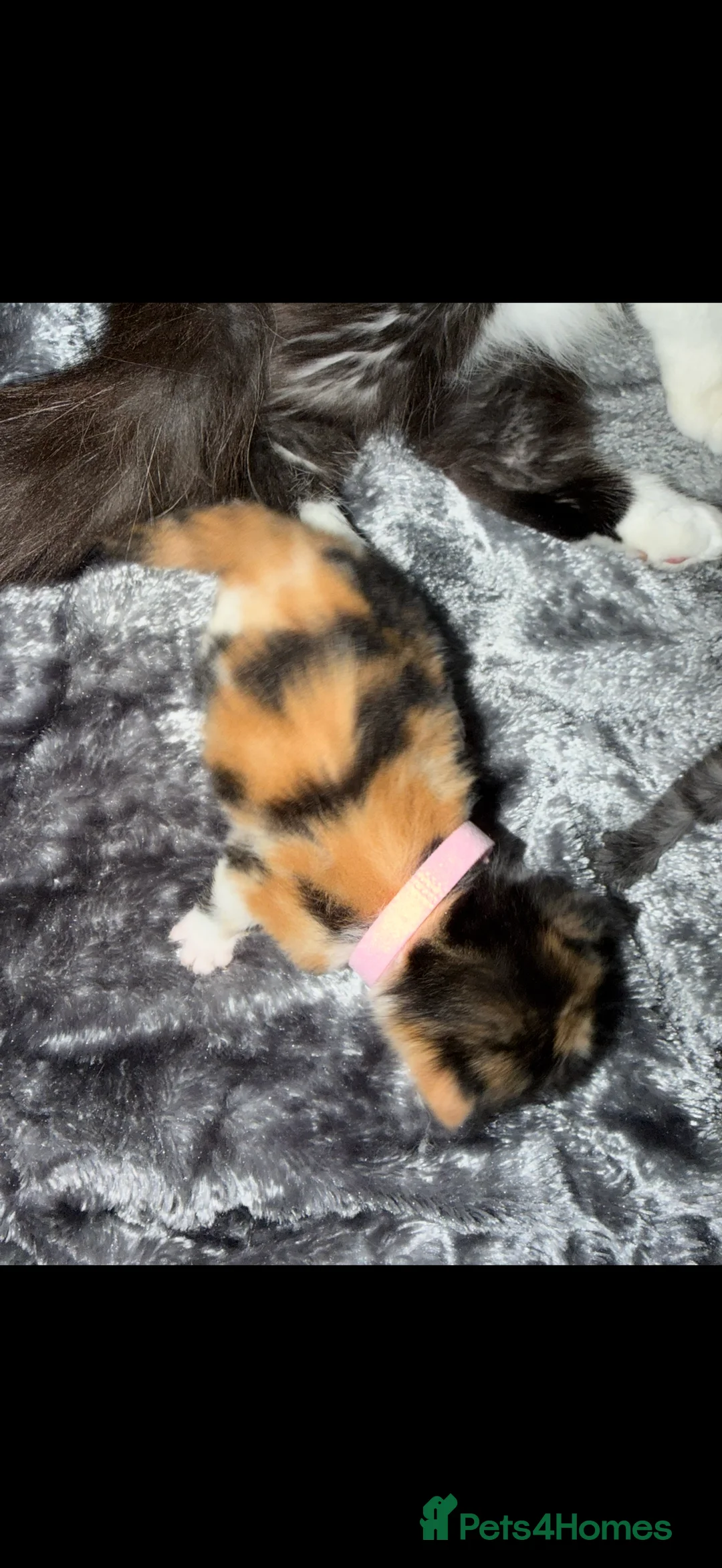 Persian cats for sale: Persian cross kittens - Advert 9
