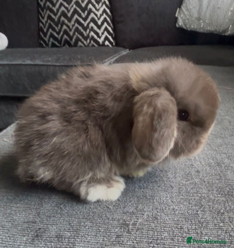Mini Lop rabbits PEDIGREE MINI LOP BABIES READY NOW  - Advert 14