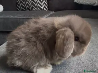 Mini Lop rabbits PEDIGREE MINI LOP BABIES READY NOW - Advert 14